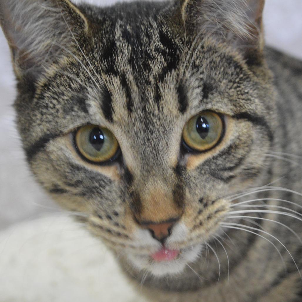 Chip, a Adoptable Domestic Short Hair in North Battleford, SK image 3/5
