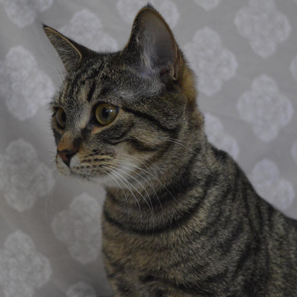Chip, a Adoptable Domestic Short Hair in North Battleford, SK image 4/5