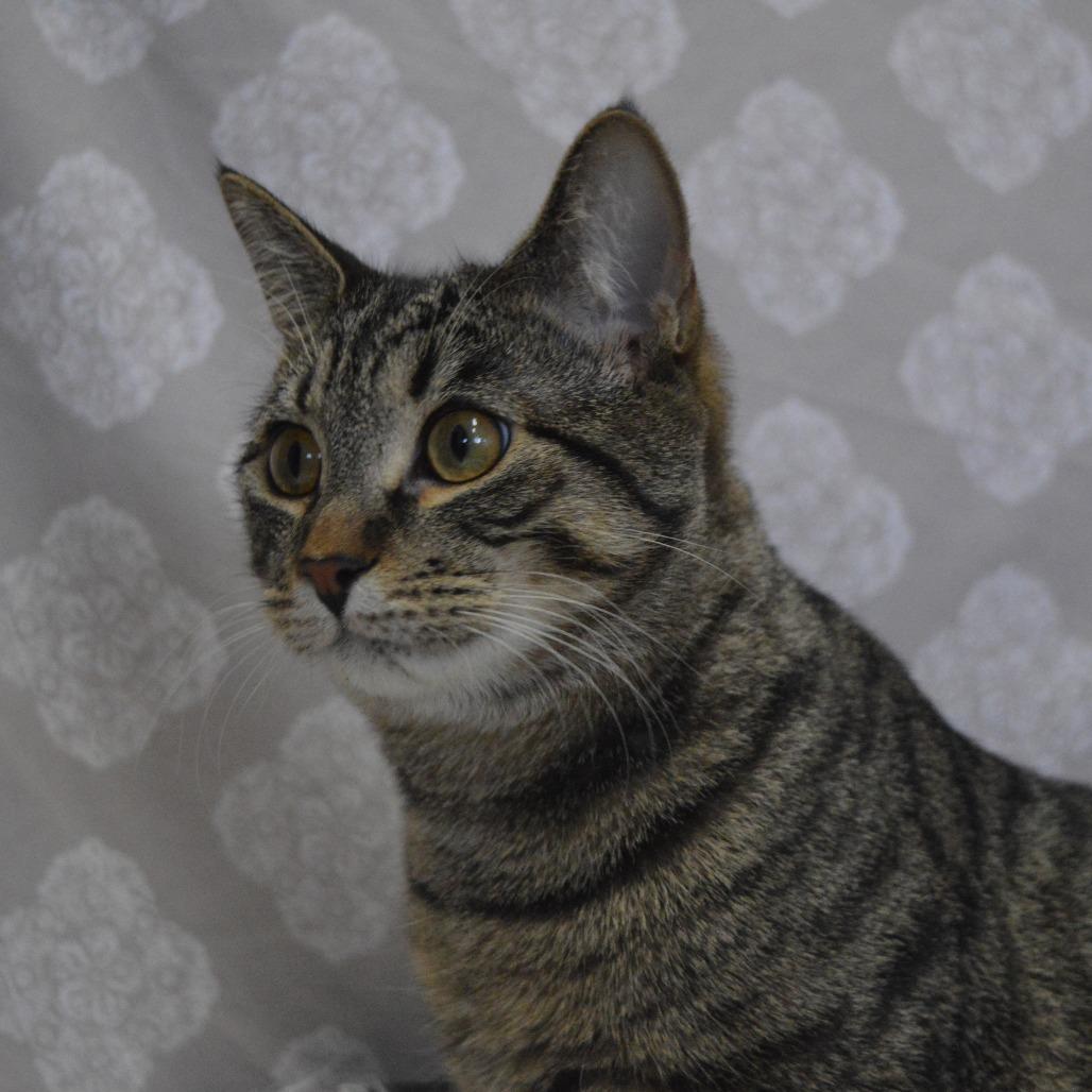 Chip, a Adoptable Domestic Short Hair in North Battleford, SK image 5/5