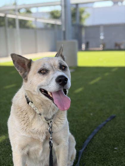 Candy, Adoptable, Adult Female Shepherd & Mixed Breed.