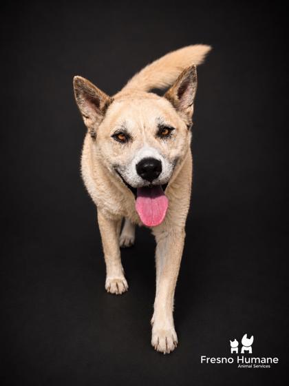 Candy, a Adoptable mixed breed in Fresno, CA image 2/3