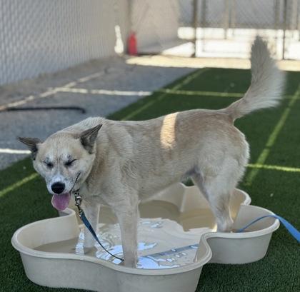 Candy, a Adoptable mixed breed in Fresno, CA image 3/3