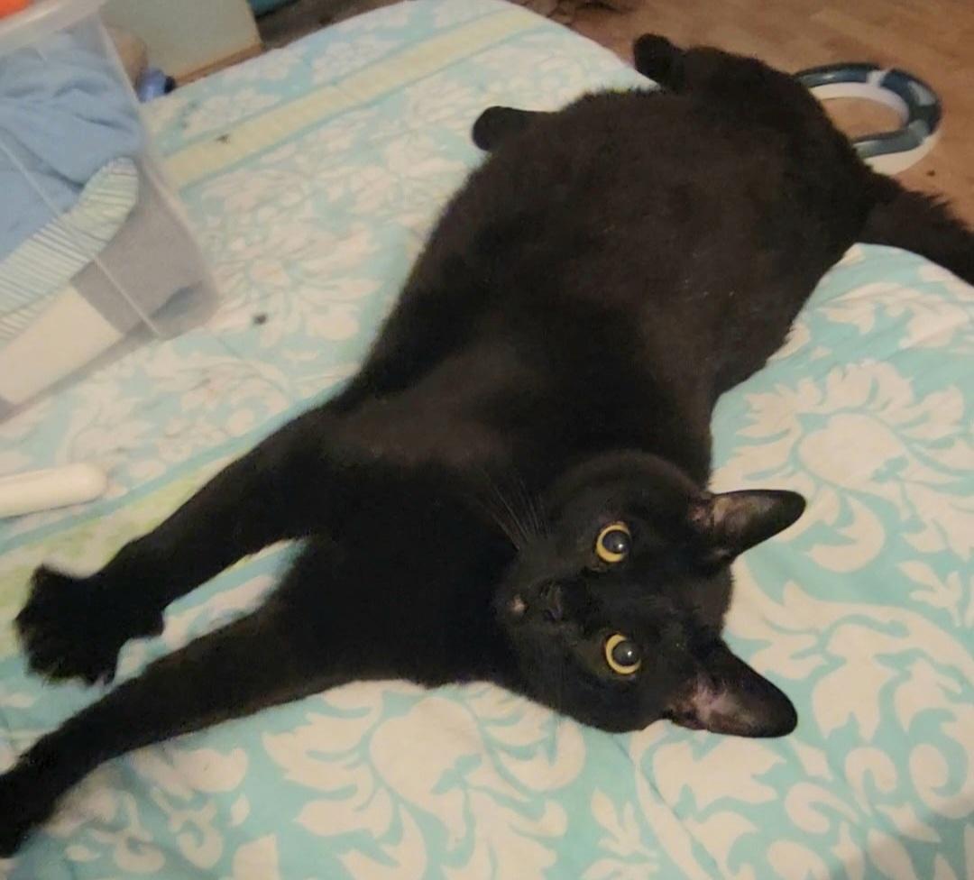 Enlarge Lincoln, a ADOPTABLE Domestic Short Hair in Irvine, CA image 2/5