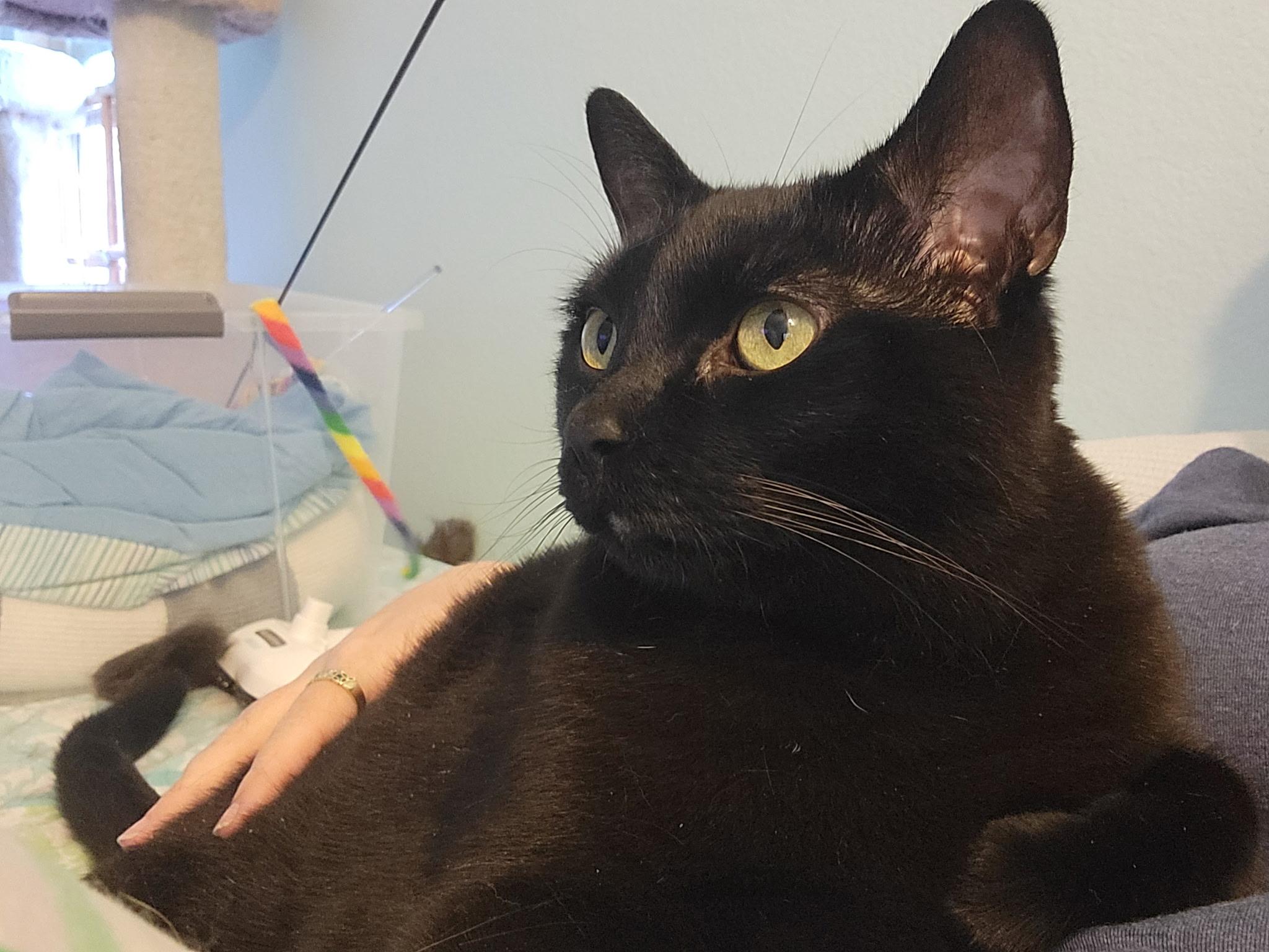 Enlarge Lincoln, a ADOPTABLE Domestic Short Hair in Irvine, CA image 3/5