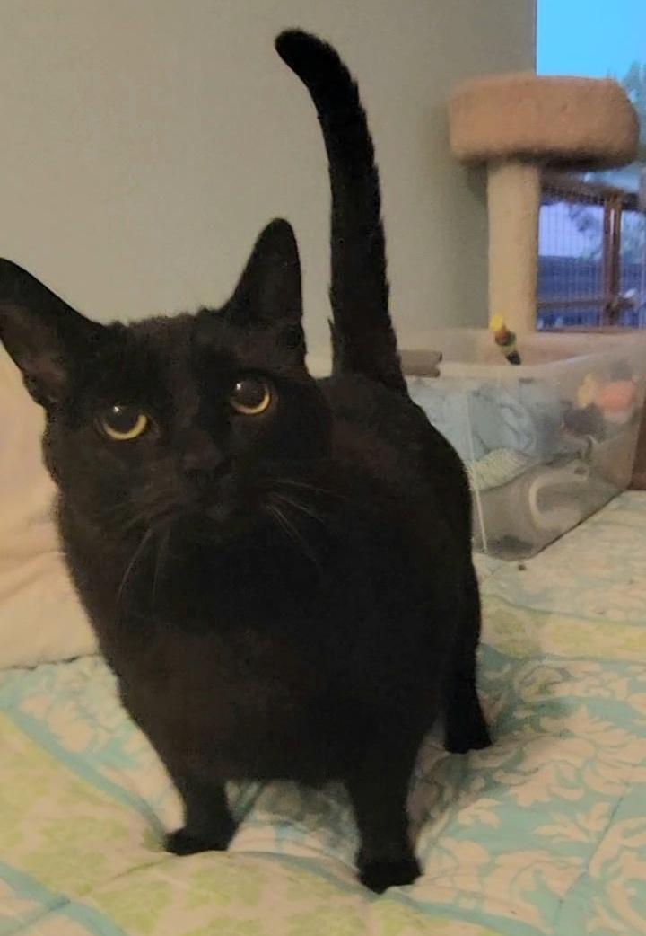 Enlarge Lincoln, a ADOPTABLE Domestic Short Hair in Irvine, CA image 4/5