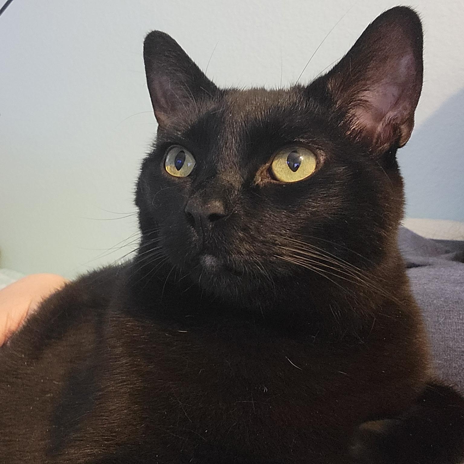 Lincoln, ADOPTABLE, Adult Male Domestic Short Hair.