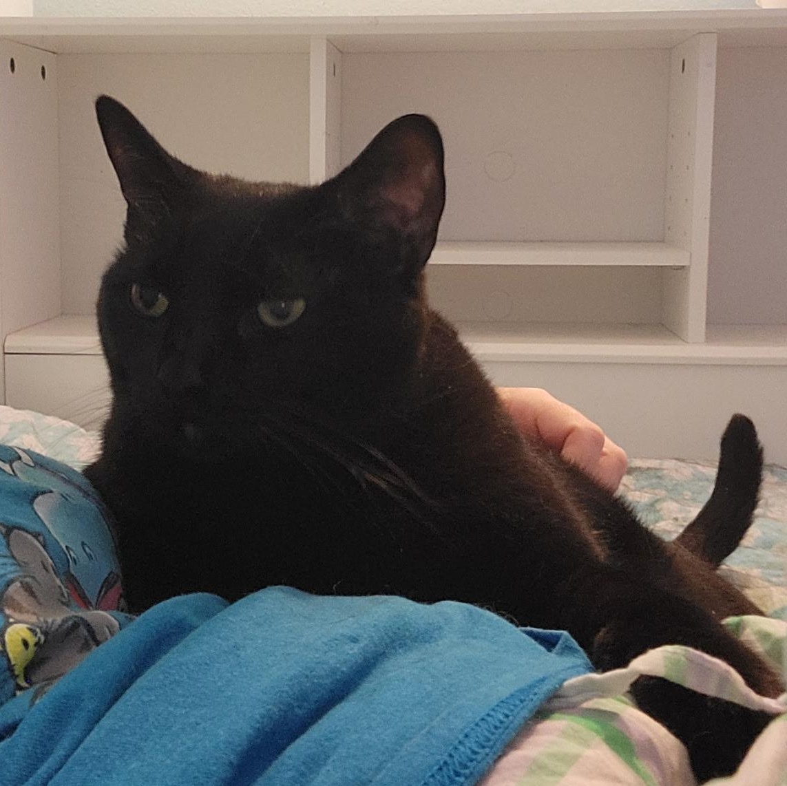 Enlarge Lincoln, a ADOPTABLE Domestic Short Hair in Irvine, CA image 5/5
