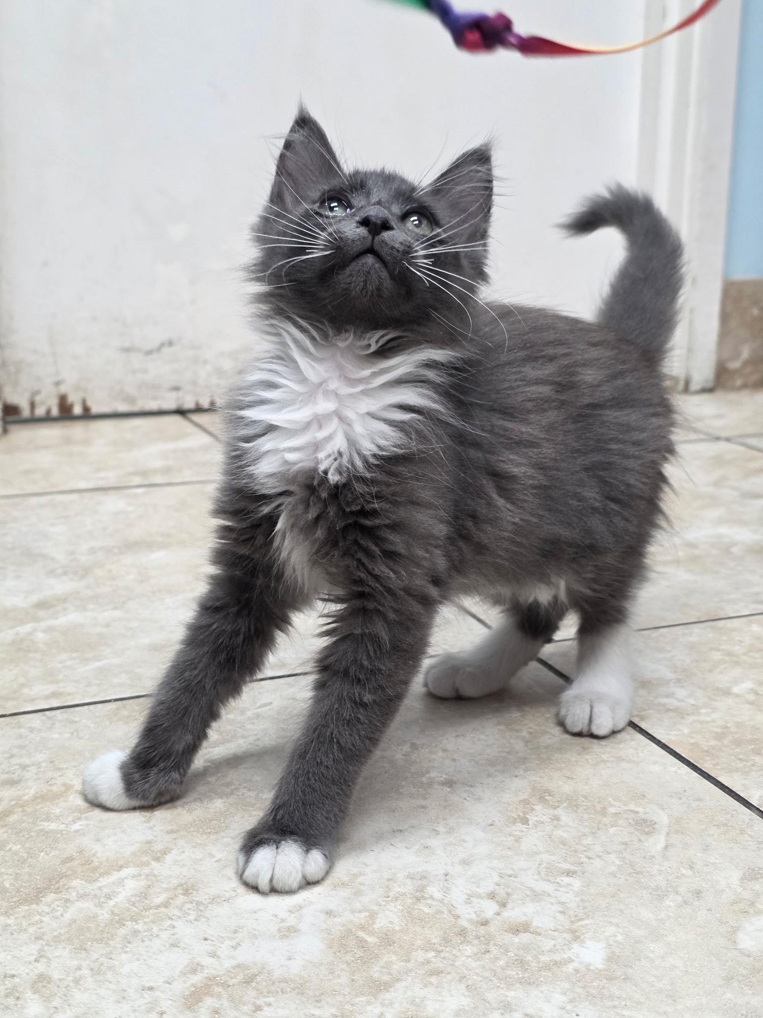Rocket, an adopted Domestic Long Hair in Gainesville, FL image 3/4