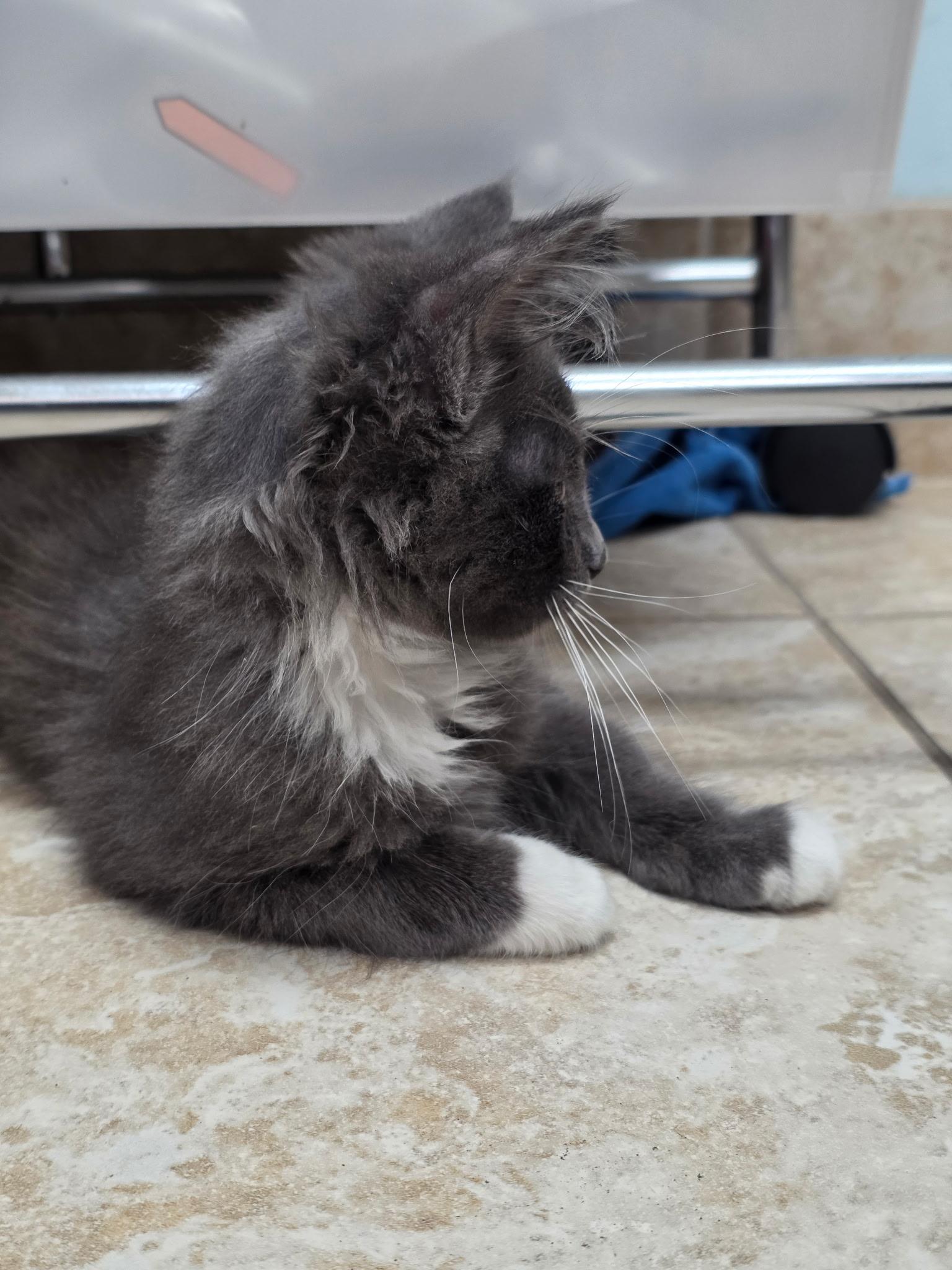 Rocket, an adopted Domestic Long Hair in Gainesville, FL image 2/4
