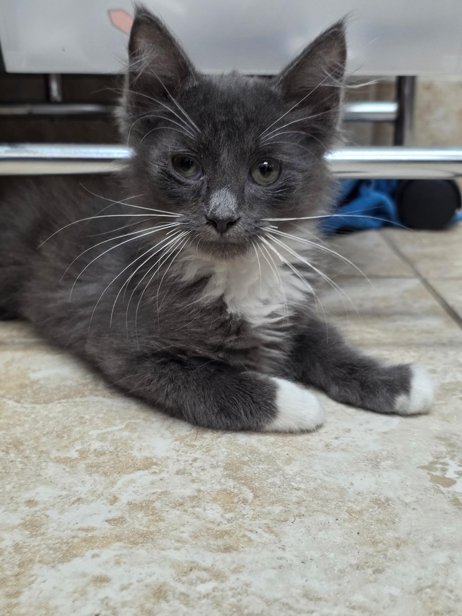 Rocket, an adopted Domestic Long Hair in Gainesville, FL image 4/4