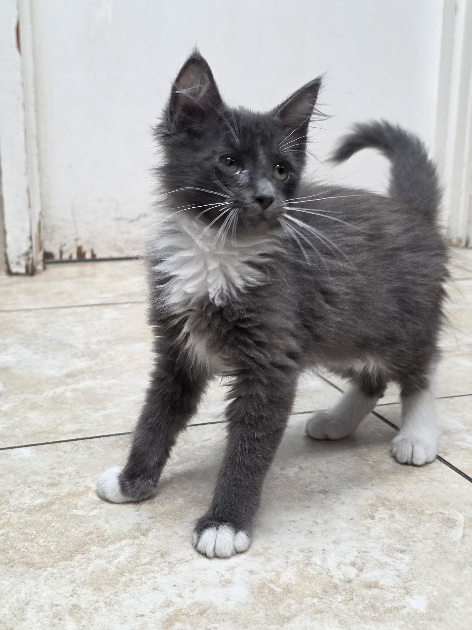 Rocket, adopted, Kitten Male Domestic Long Hair.