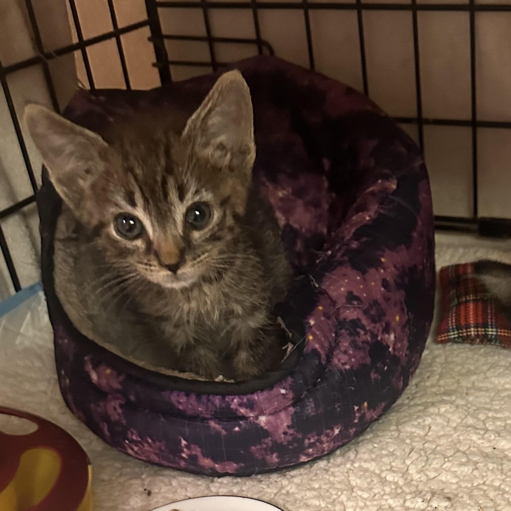 Enlarge Newt, a Adoptable mixed breed in Atlanta, GA image 1/4