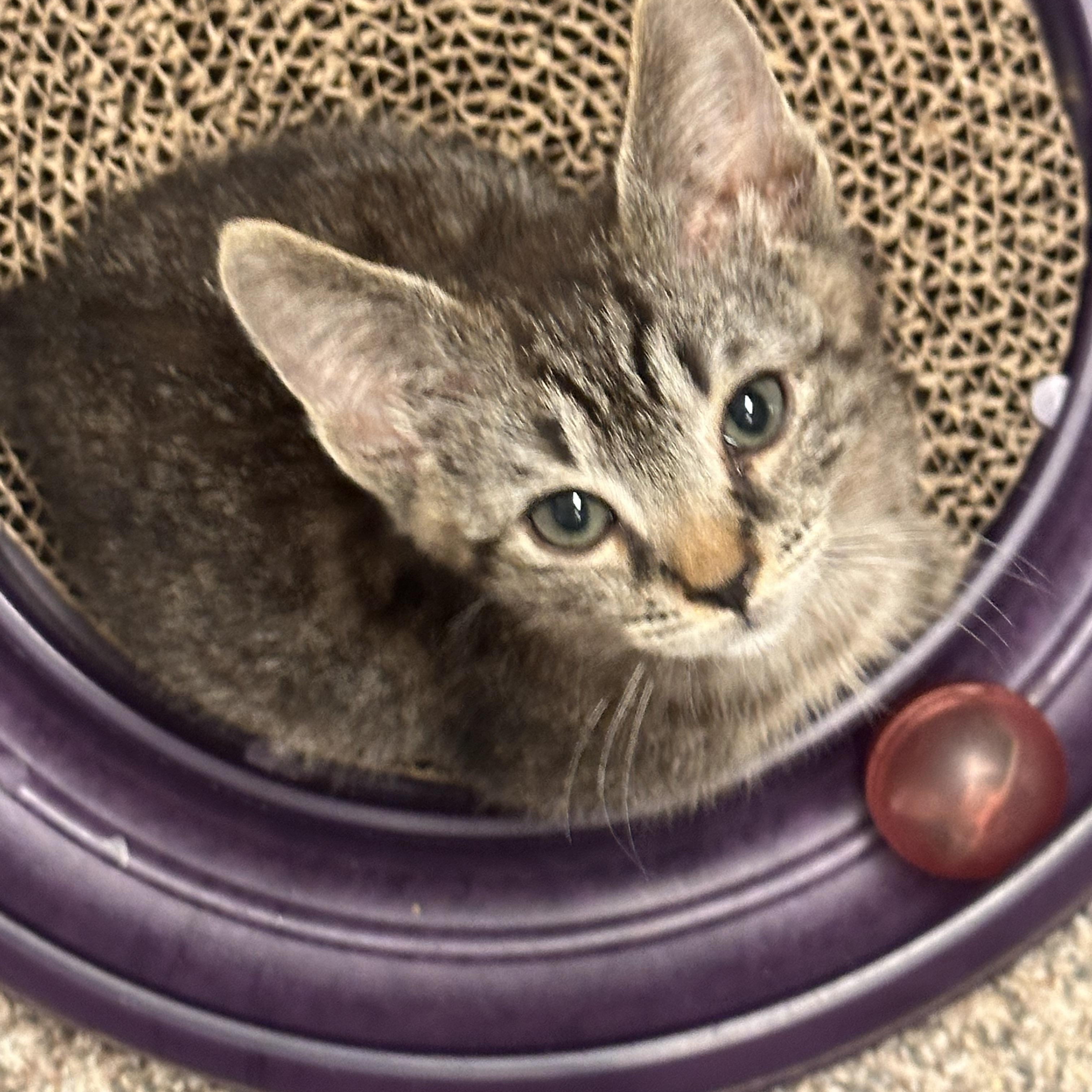 Enlarge Newt, a Adoptable mixed breed in Atlanta, GA image 4/4