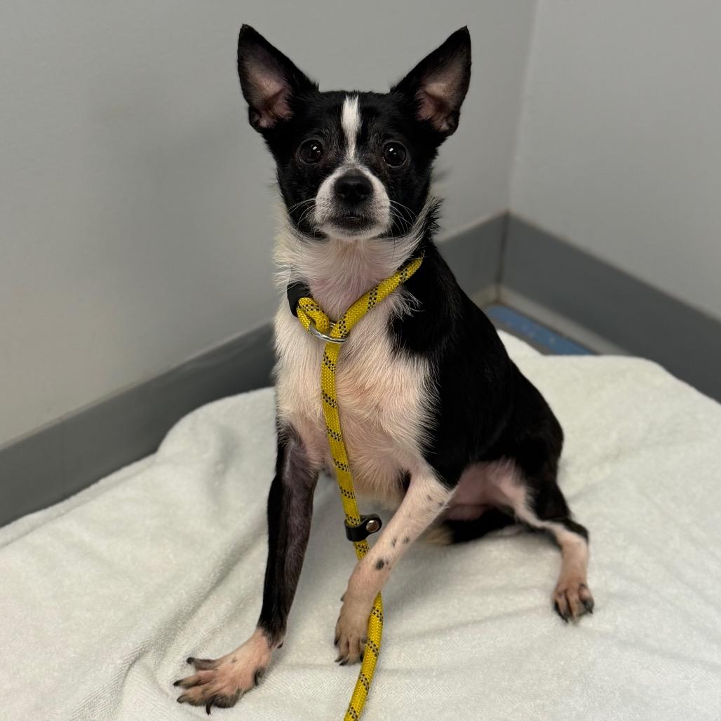 Akuma, Adoptable, Adult Male Chihuahua & Shih Tzu.
