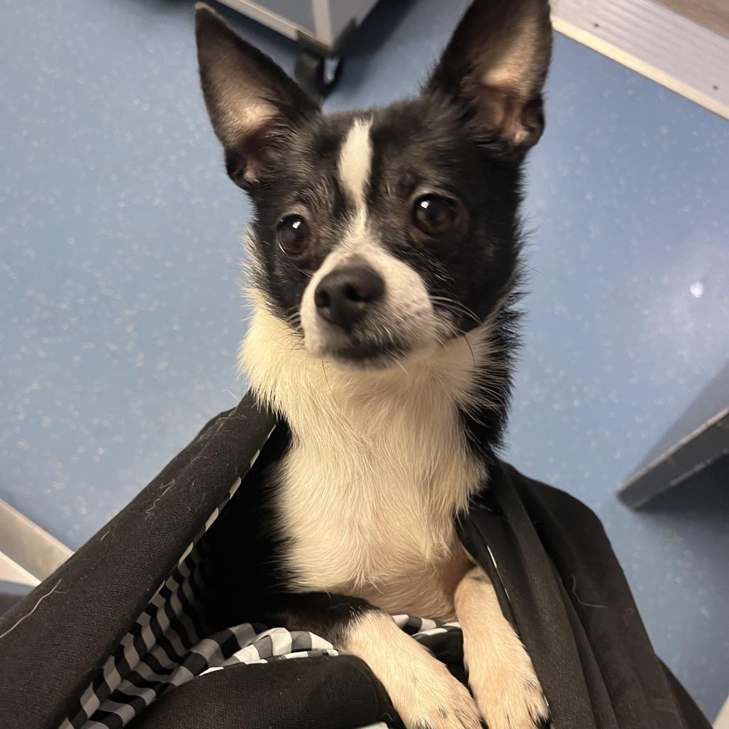 Akuma, a Adoptable mixed breed in Watertown, NY image 3/4