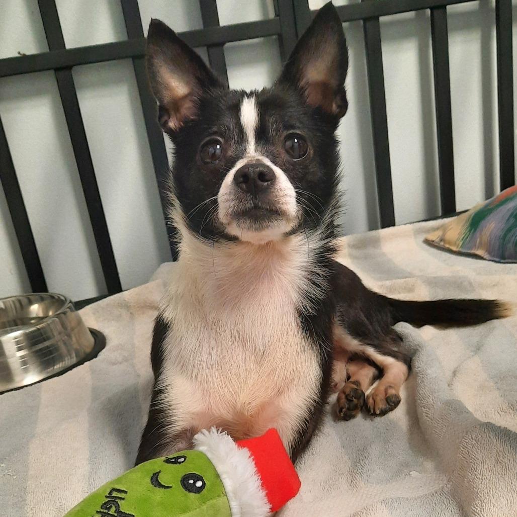 Akuma, a Adoptable mixed breed in Watertown, NY image 4/4
