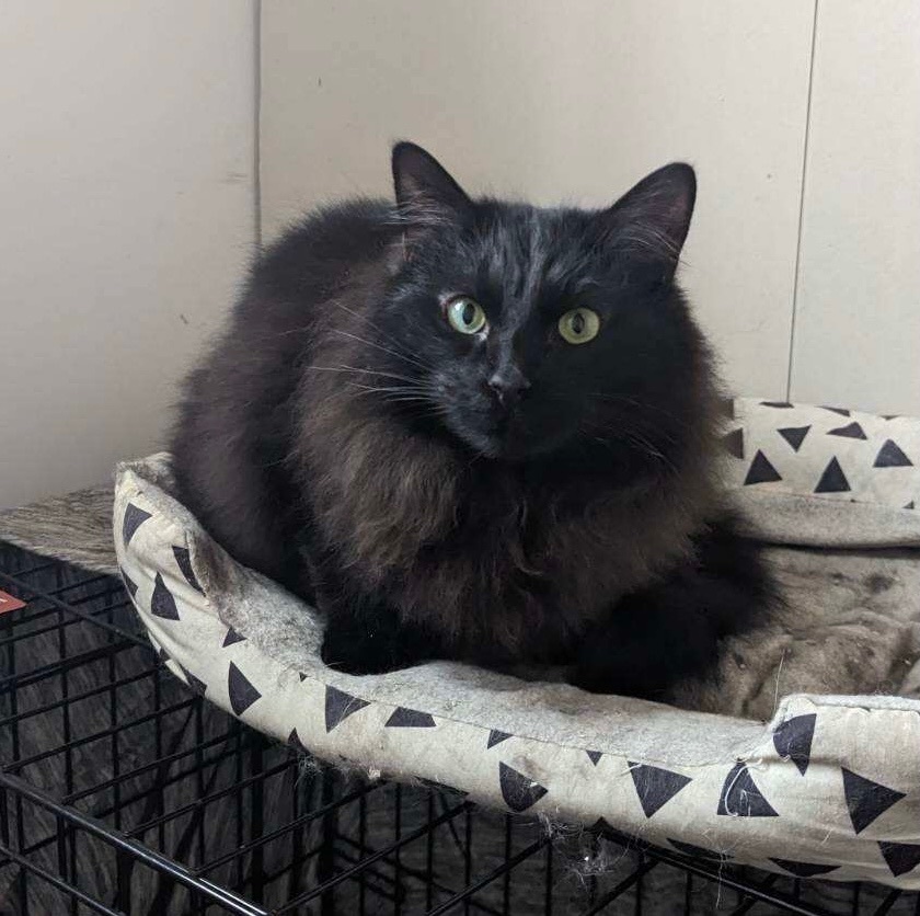 Coal, a Adoptable mixed breed in Plainville, CT image 2/5