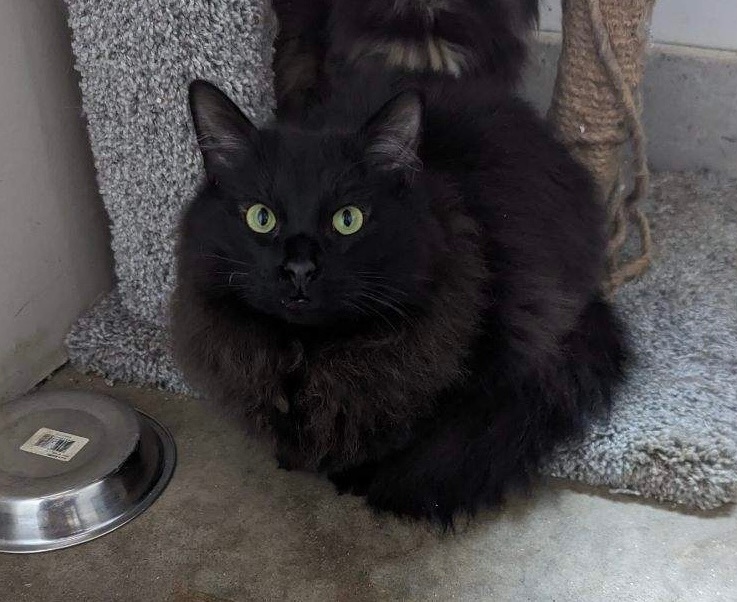 Coal, Adoptable, Young Male Domestic Long Hair & Maine Coon.