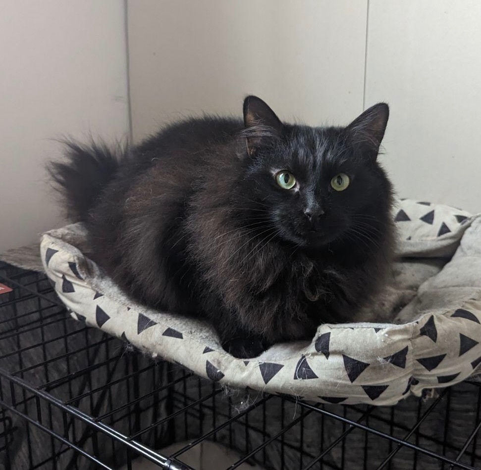 Coal, a Adoptable mixed breed in Plainville, CT image 3/5