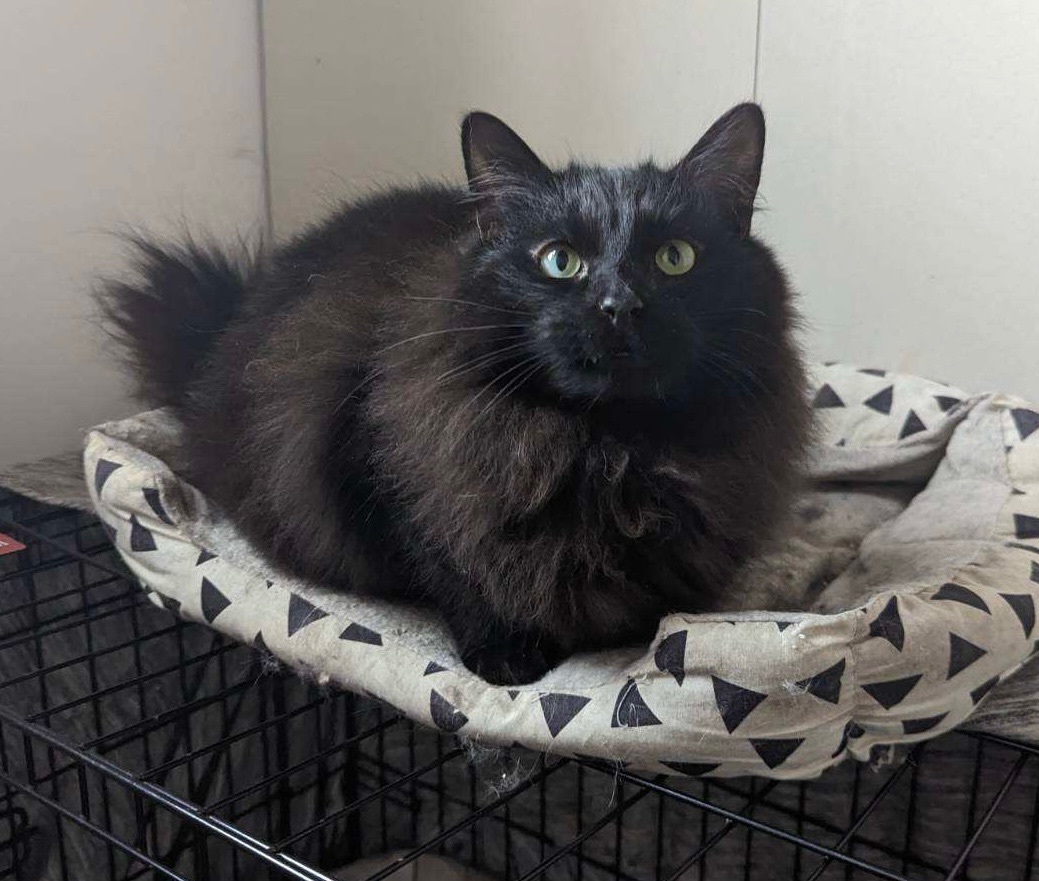 Coal, a Adoptable mixed breed in Plainville, CT image 5/5