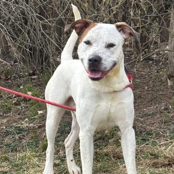 Tripp, Adoptable, Young Male Pit Bull Terrier.