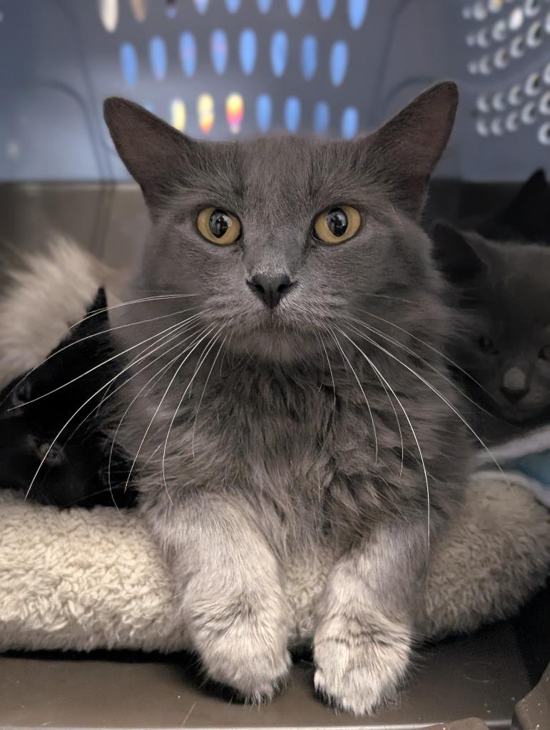 Nessie, Adoptable, Young Female Domestic Medium Hair.