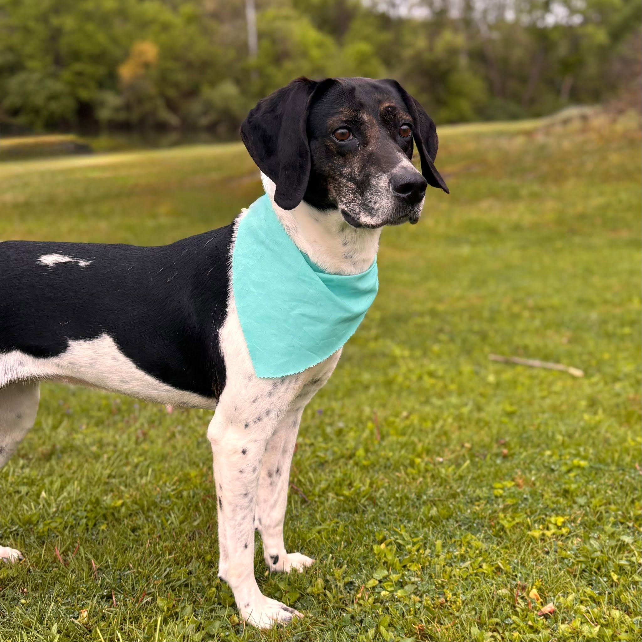 OLIVE, a ADOPTABLE mixed breed in Cadiz, OH image 4/4
