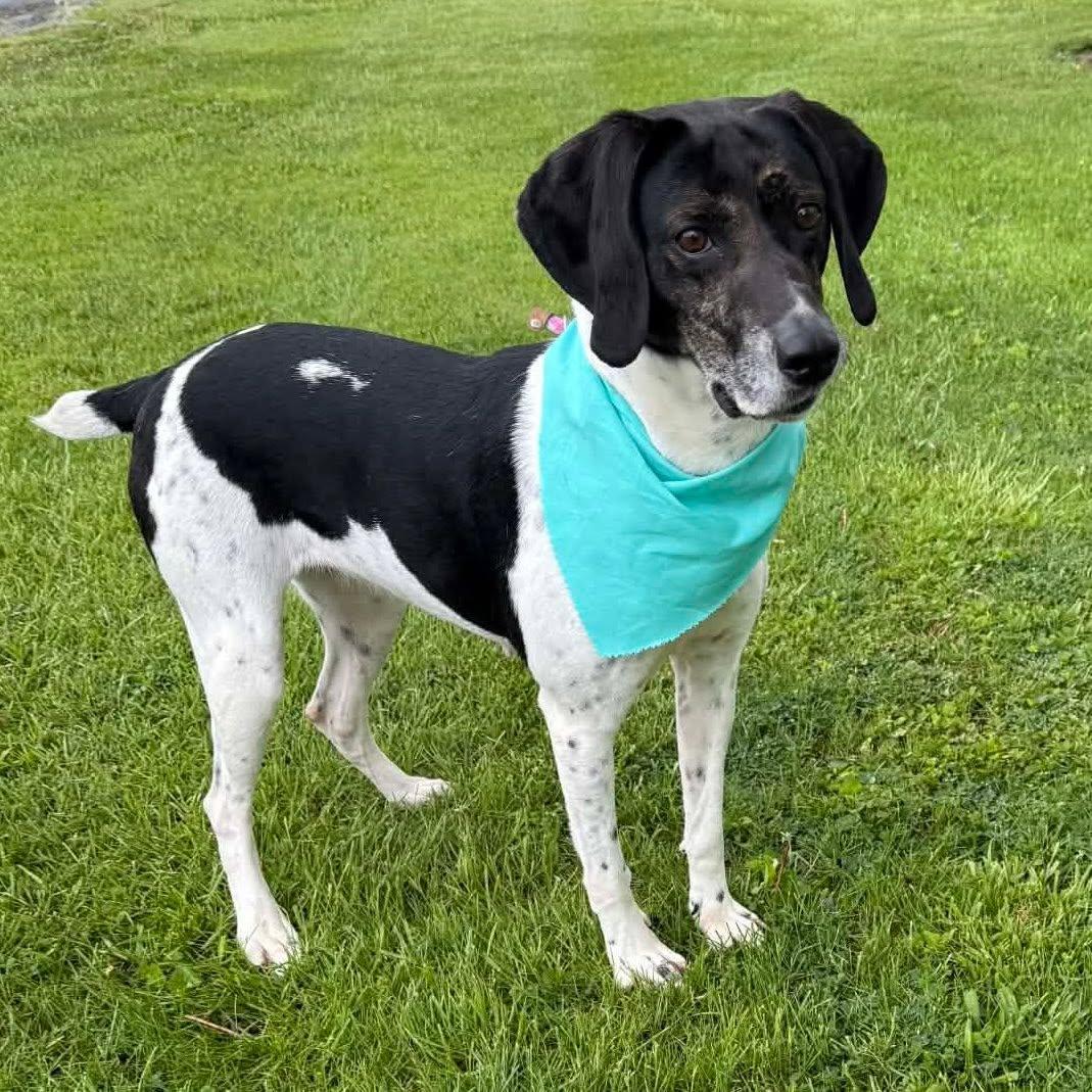 OLIVE, a ADOPTABLE mixed breed in Cadiz, OH image 3/4