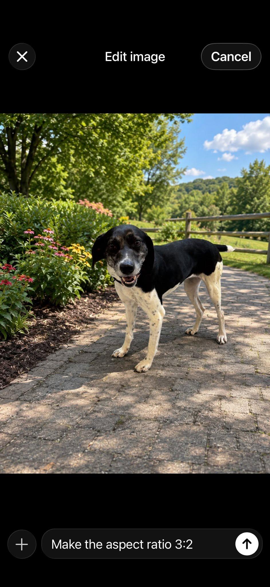 OLIVE, a ADOPTABLE mixed breed in Cadiz, OH image 2/4