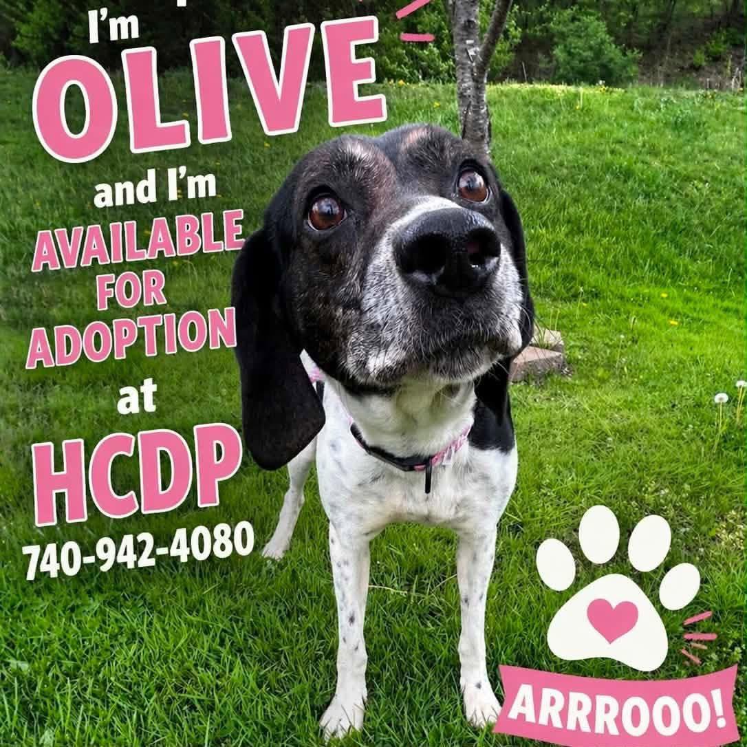 OLIVE, ADOPTABLE, Adult Female Pointer & Hound.