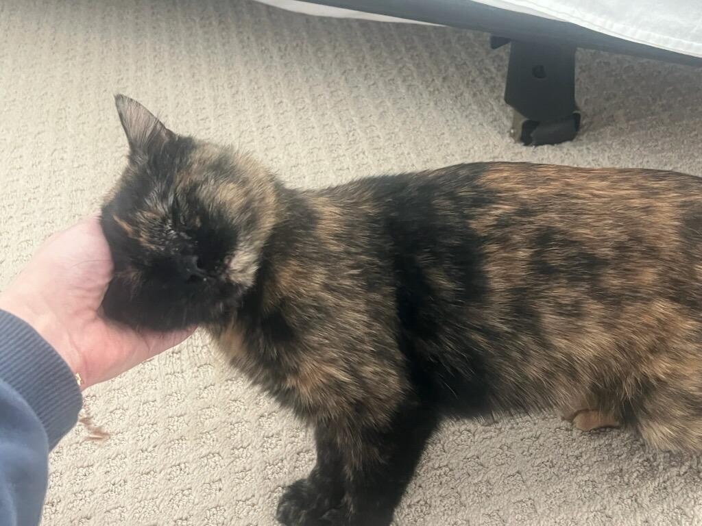 Enlarge Ella (tortoiseshell female), an adopted Domestic Short Hair in Farmington Hills, MI image 2/2