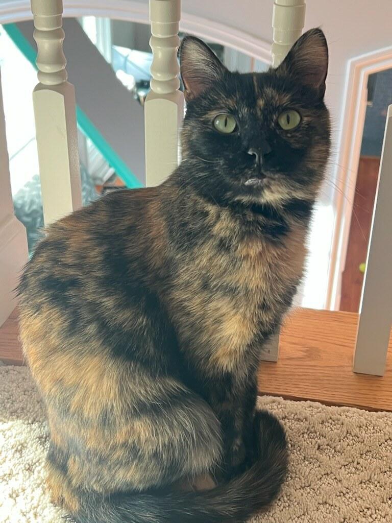 Ella (tortoiseshell female), adopted, Adult Female Domestic Short Hair.