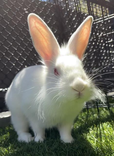 MOCHI, Adoptable, Young Female Bunny Rabbit.