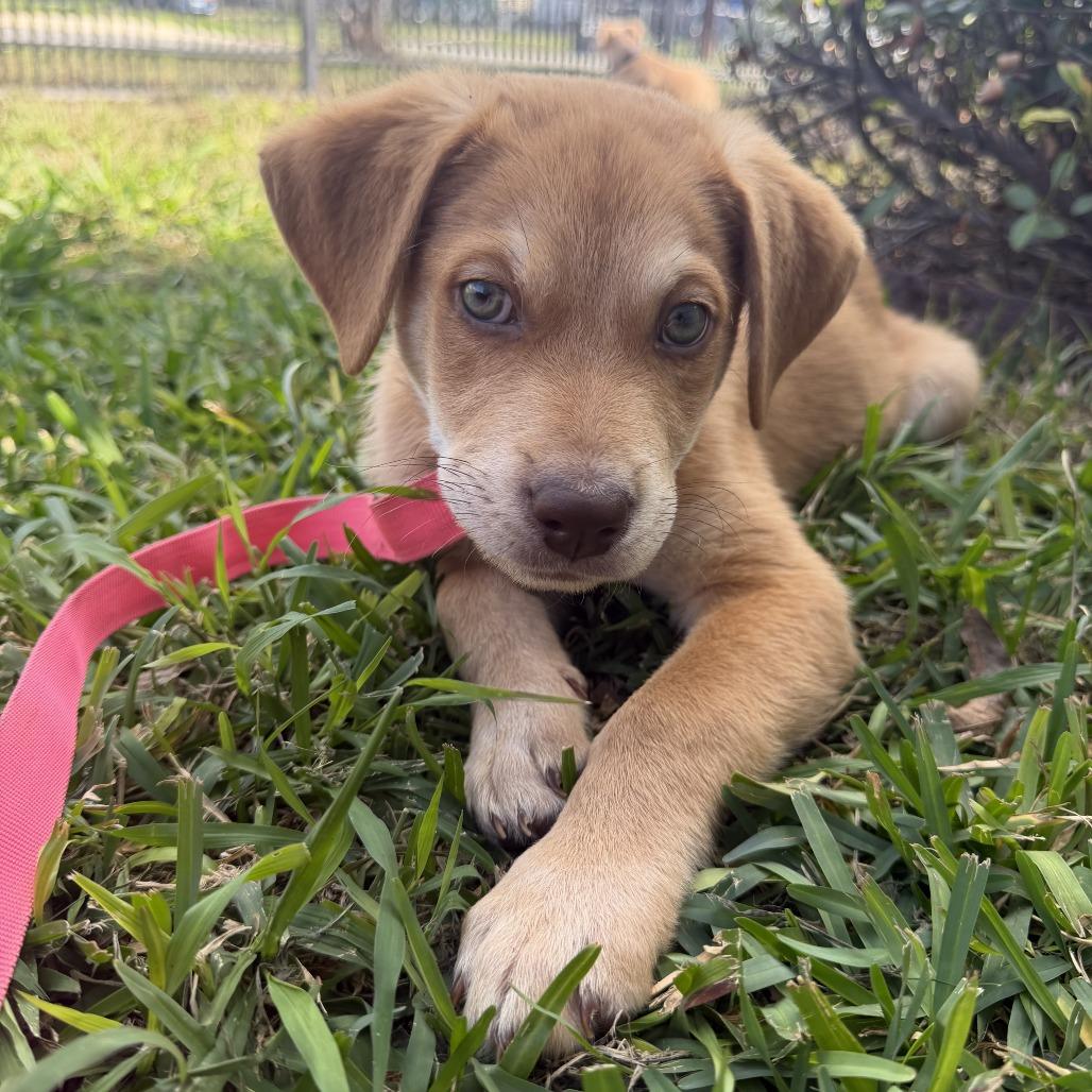 NutNut, Adoptable, Puppy Male Labrador Retriever & Hound.
