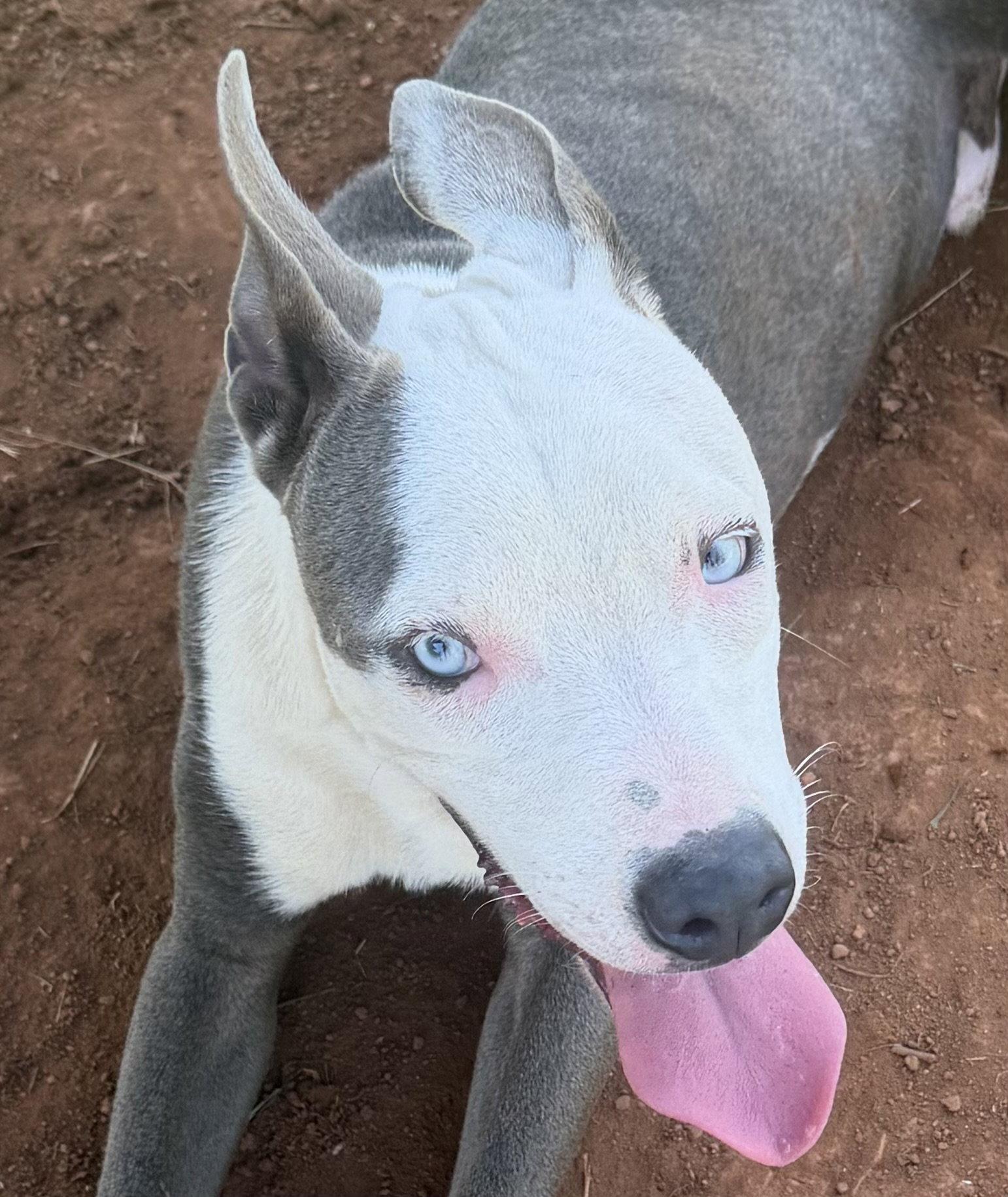 Rhino, Adoptable, Young Male Pit Bull Terrier.