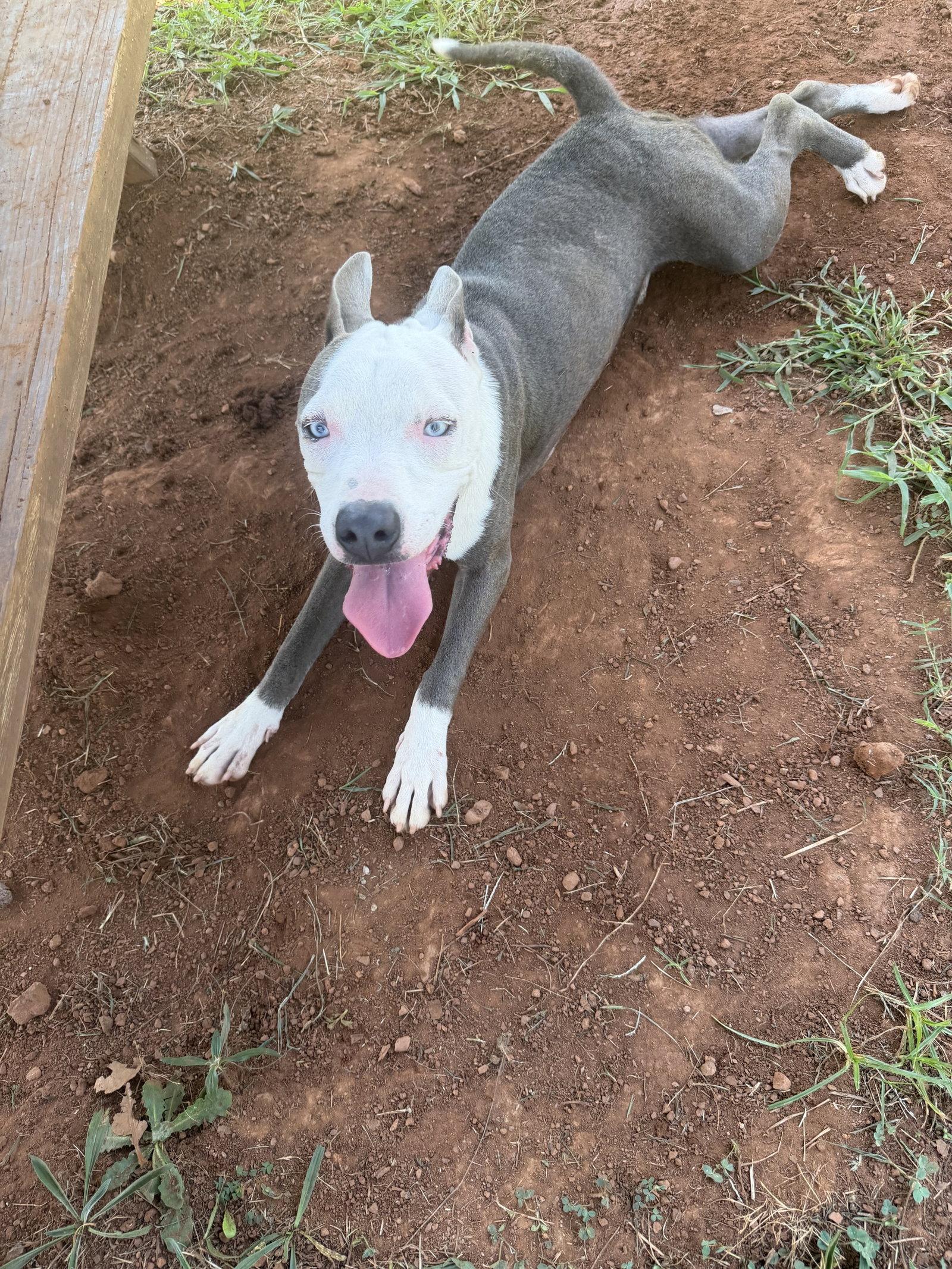 Enlarge Rhino, a Adoptable Pit Bull Terrier in Carrollton, GA image 2/3