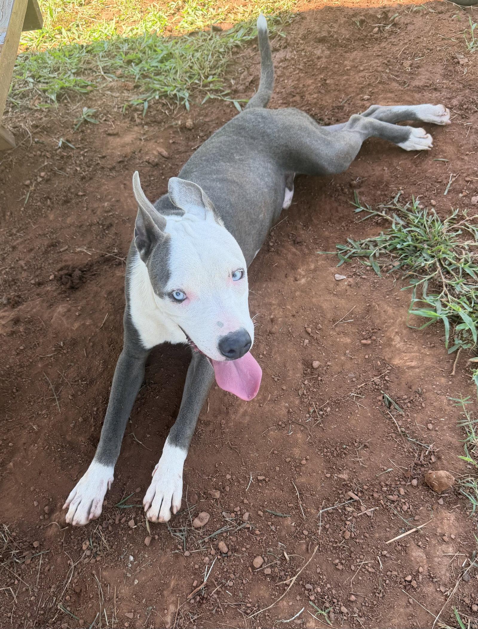 Enlarge Rhino, a Adoptable Pit Bull Terrier in Carrollton, GA image 3/3
