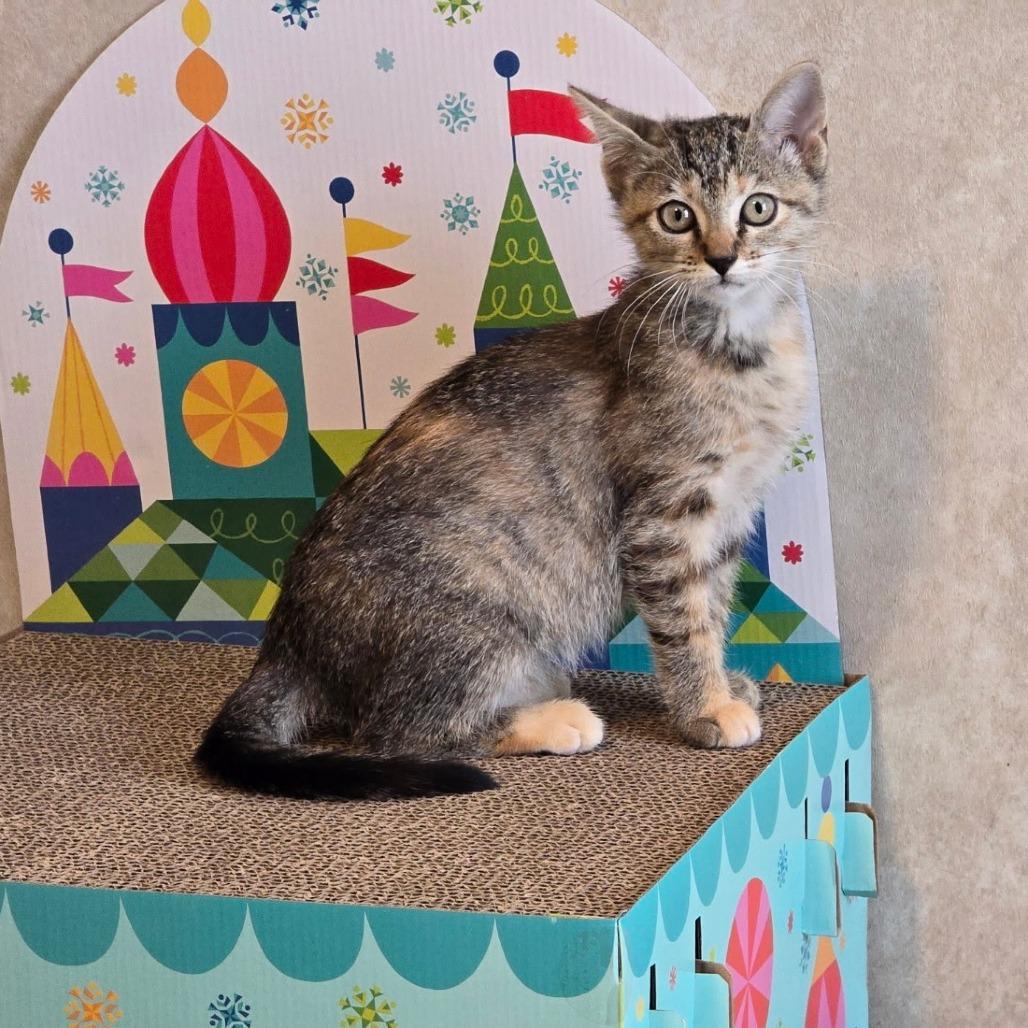 Enlarge Cleo, a Adoptable Domestic Short Hair in Flower Mound, TX image 5/6