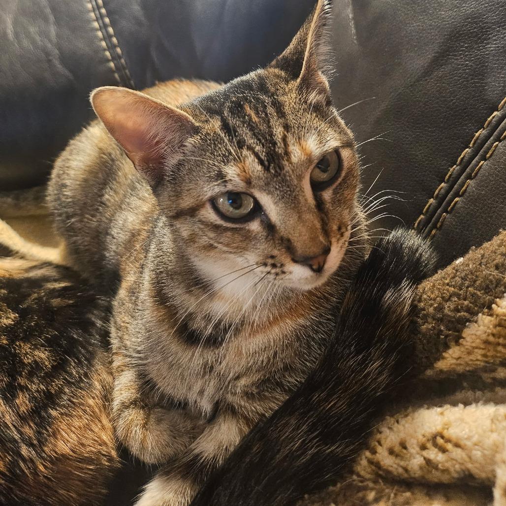 Enlarge Cleo, a Adoptable Domestic Short Hair in Flower Mound, TX image 6/6