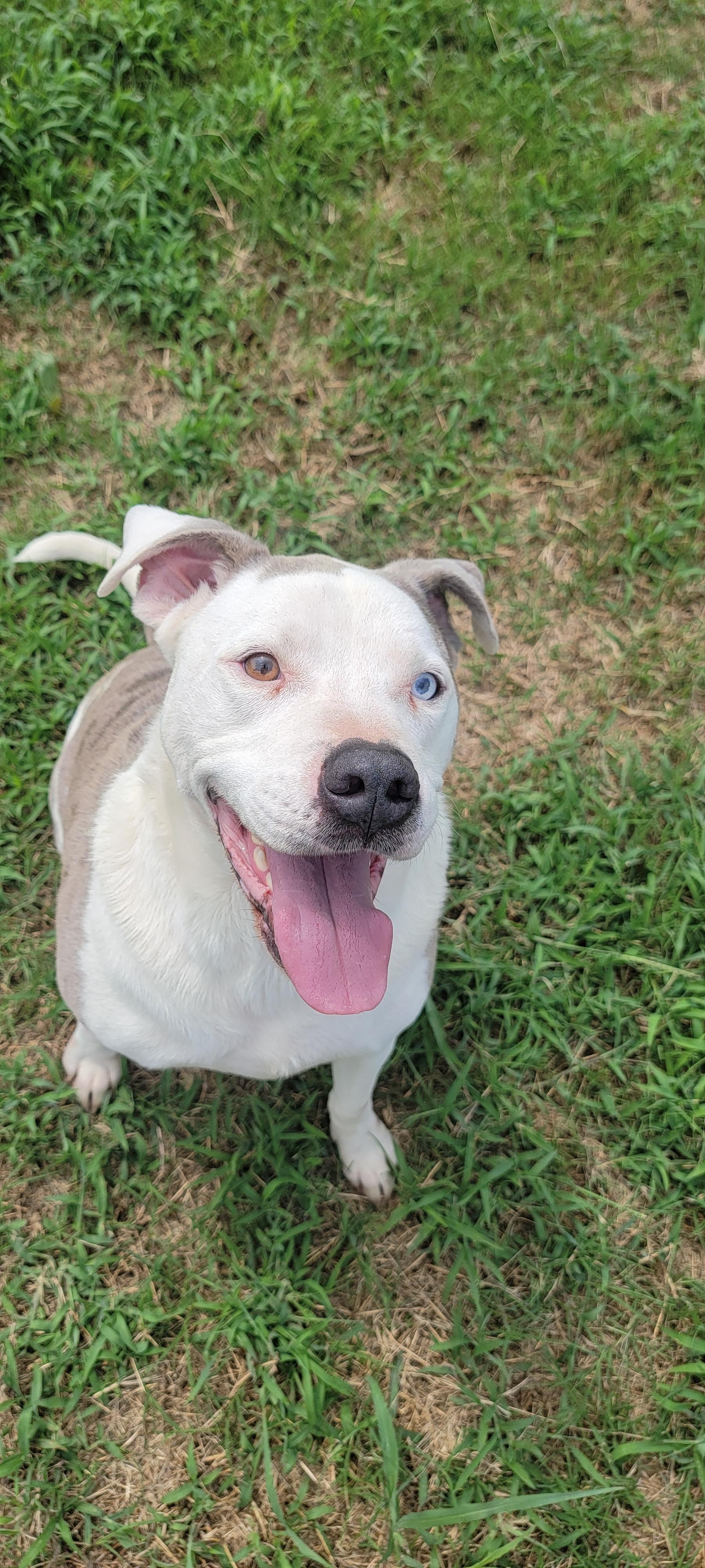Enlarge Sam, a Adoptable mixed breed in New Haven, CT image 3/4