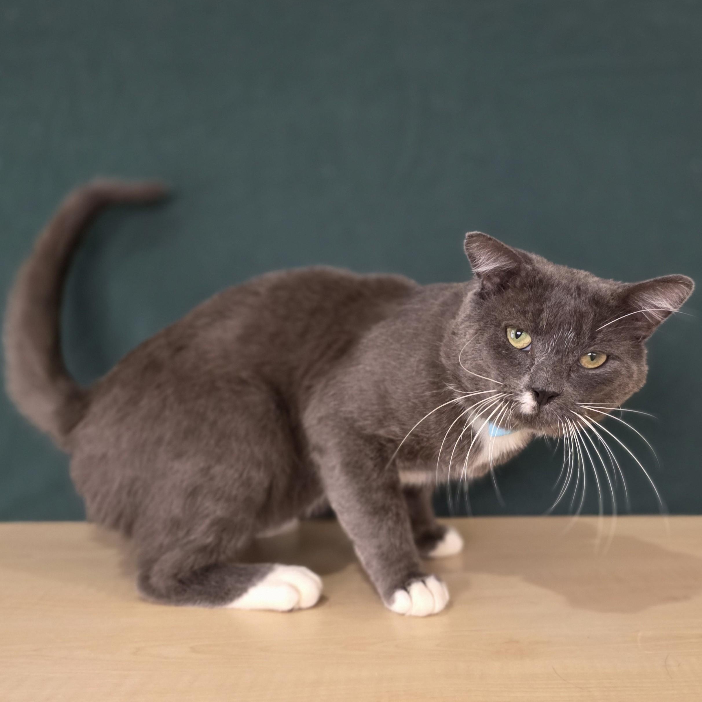 Enlarge Earl Grey, an adoptable Domestic Short Hair in Macomb Twp, MI image 3/6