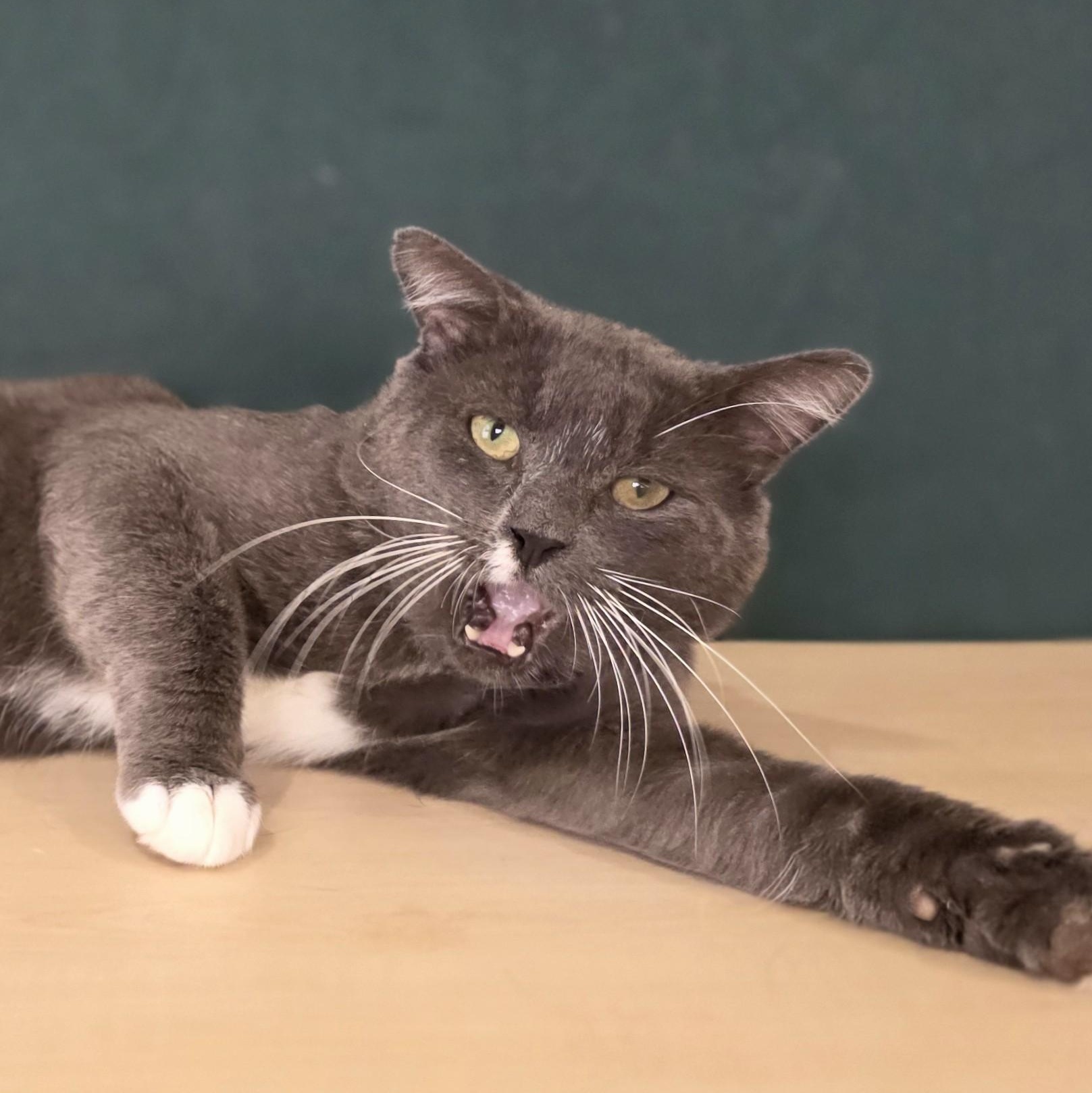 Enlarge Earl Grey, an adoptable Domestic Short Hair in Macomb Twp, MI image 6/6