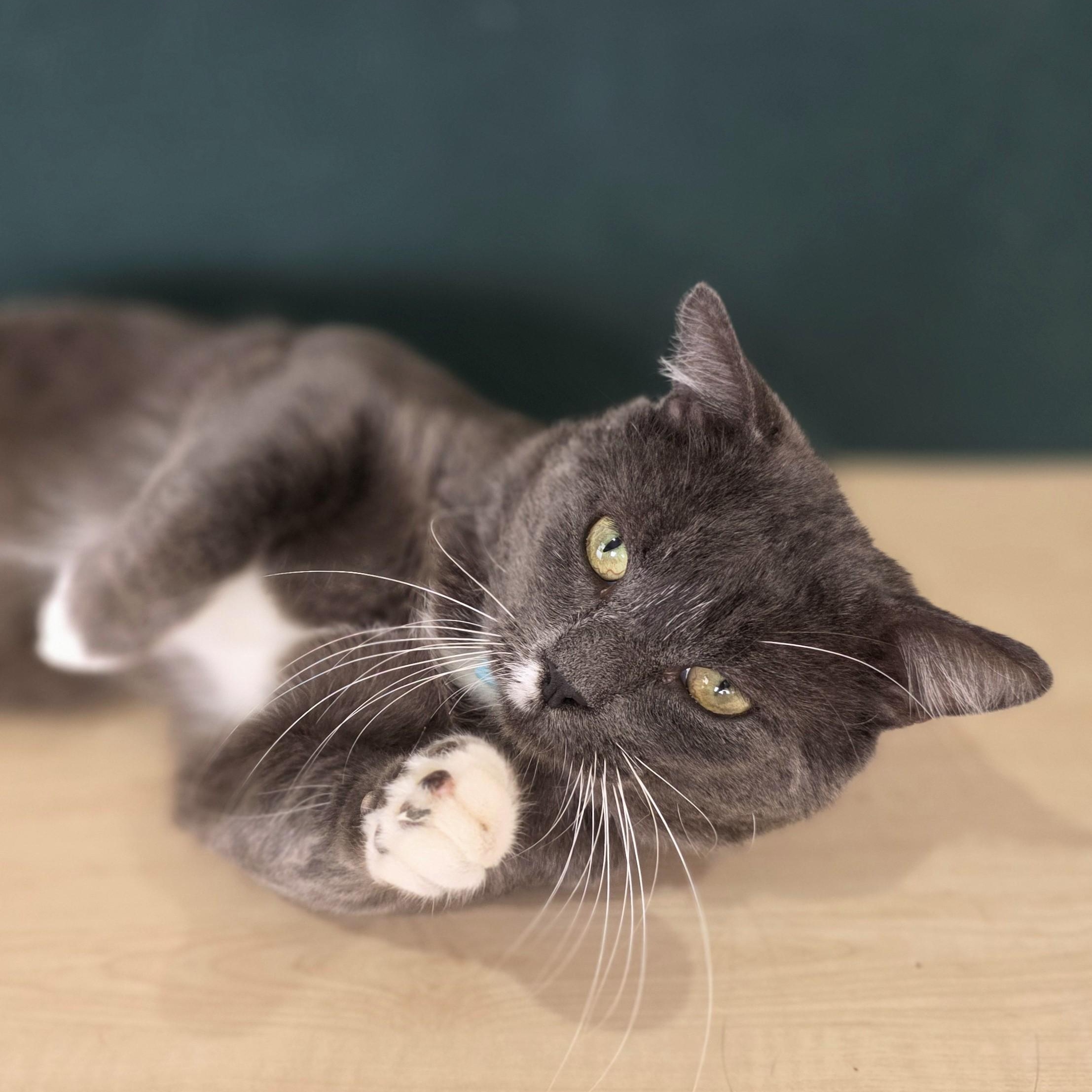 Enlarge Earl Grey, an adoptable Domestic Short Hair in Macomb Twp, MI image 4/6