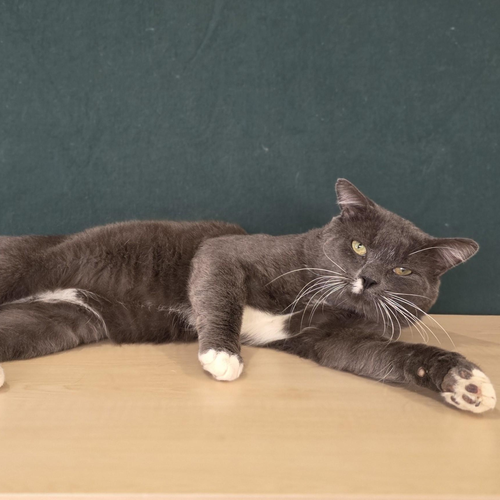 Enlarge Earl Grey, an adoptable Domestic Short Hair in Macomb Twp, MI image 5/6