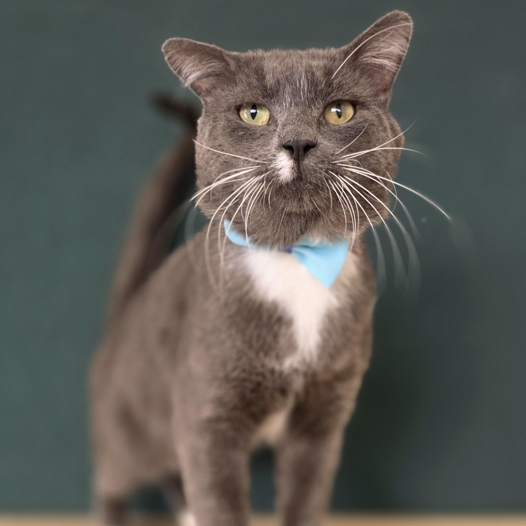 Earl Grey, adoptable, Adult Male Domestic Short Hair.