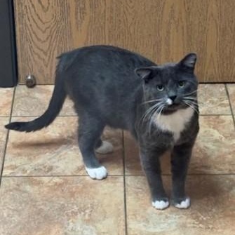 Earl Grey, Adoptable, Adult Male Domestic Short Hair.