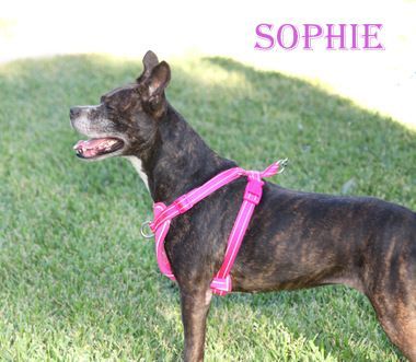 SOPHIE photo 4