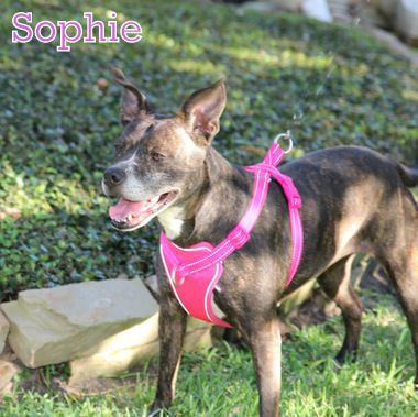 SOPHIE photo 3