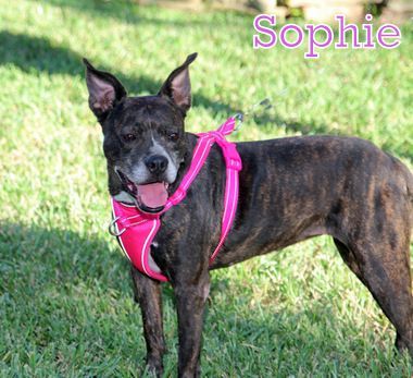 SOPHIE photo 1