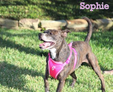 SOPHIE photo 2
